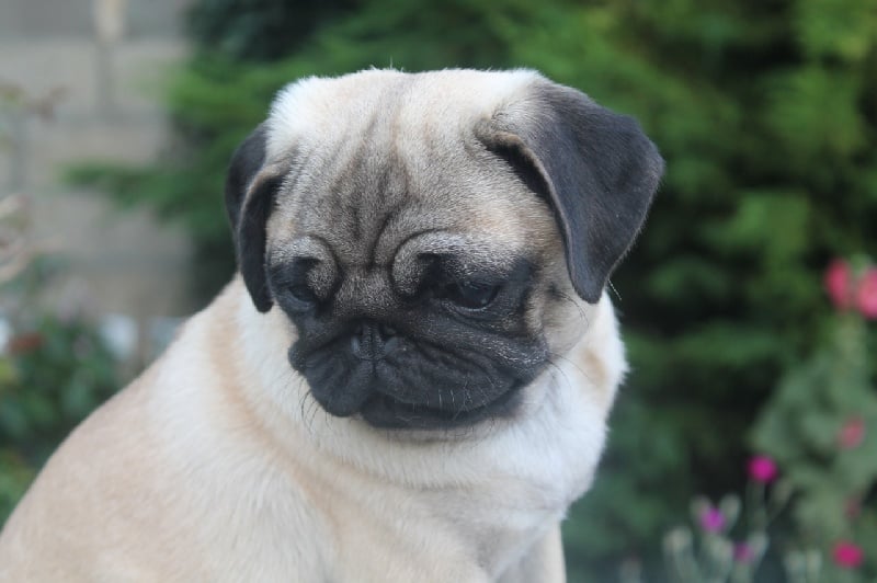 Iona Des Terres De Miss Blue