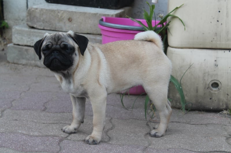 Iona Des Terres De Miss Blue