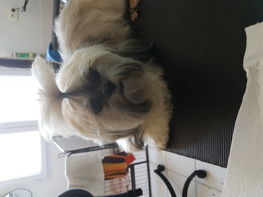 Publication : Des Terres De Miss Blue