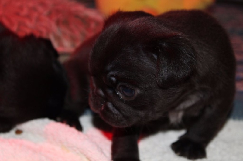 Le nutella Des Terres De Miss Blue
