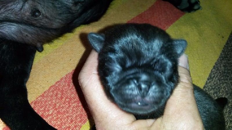 Le nutella Des Terres De Miss Blue