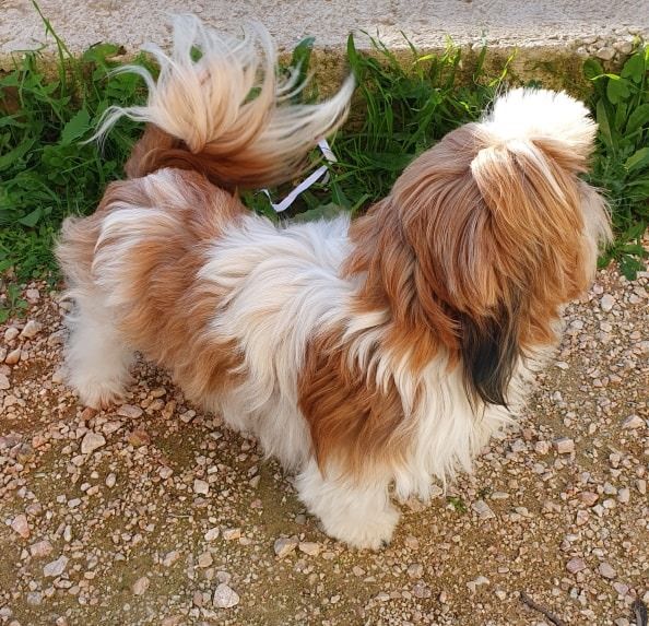 Publication : Des Terres De Miss Blue