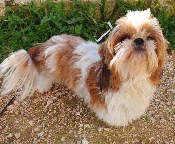 Publication : Des Terres De Miss Blue