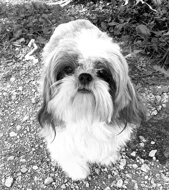 Publication : Des Terres De Miss Blue