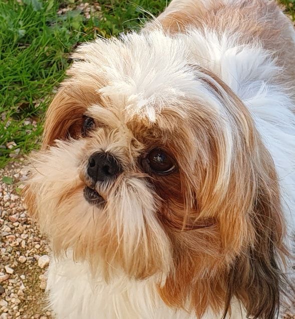 Publication : Des Terres De Miss Blue