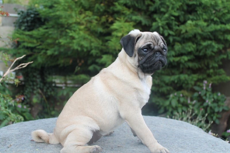 Iona Des Terres De Miss Blue