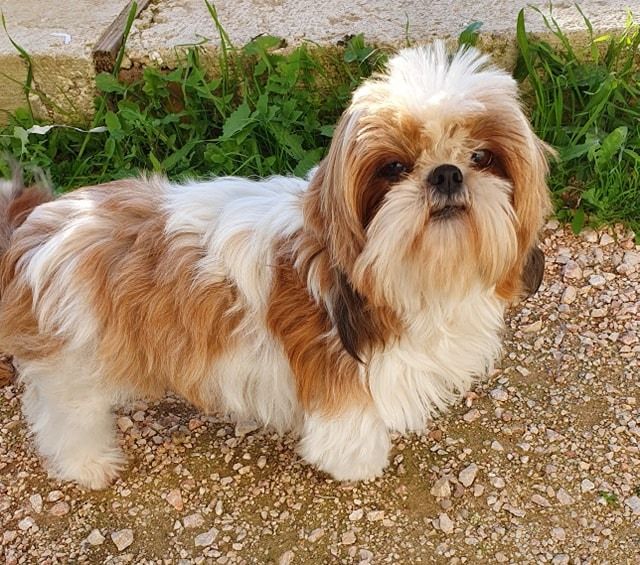 Publication : Des Terres De Miss Blue