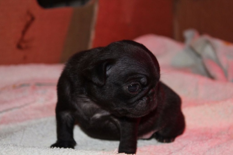 Le nutella Des Terres De Miss Blue