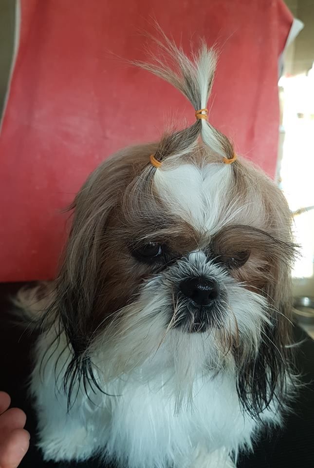 Publication : Des Terres De Miss Blue