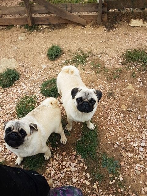 Publication : Des Terres De Miss Blue