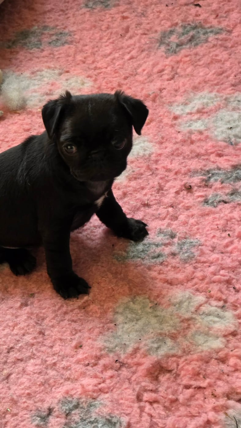 Chiot N°1
