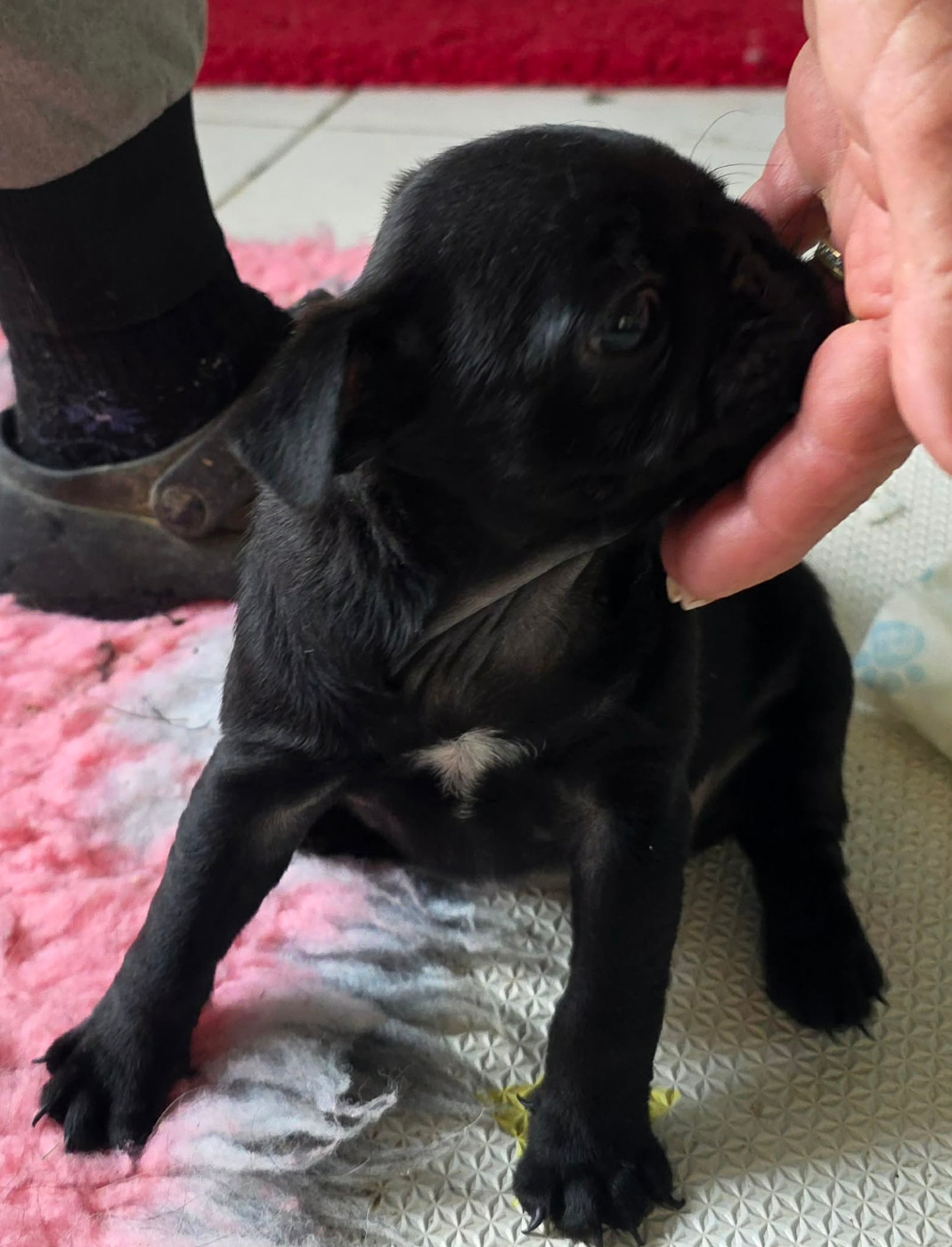 Chiot N°1
