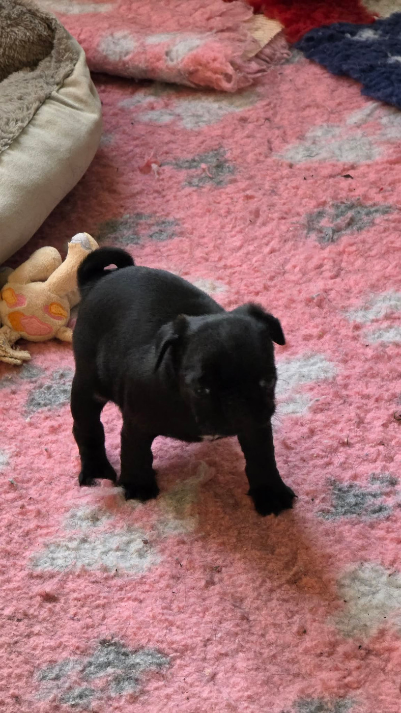 Chiot N°1