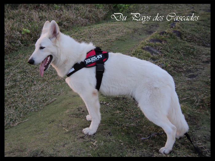 Publication : Du Pays Des Cascades Auteur : Anne Sophie Morin