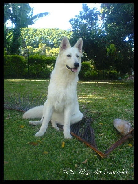 Publication : Du Pays Des Cascades Auteur : Anne Sophie Morin