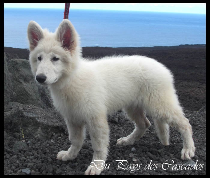 Publication : Du Pays Des Cascades Auteur : Anne Sophie Morin