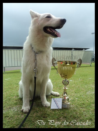 F'Ôkami des Anges Gardiens du Tibre - 1er excellent, CACS + meilleur de race