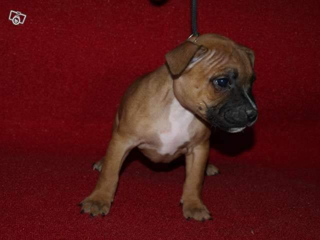 Publication : De La Cite Des Coeurs Auteur : fever