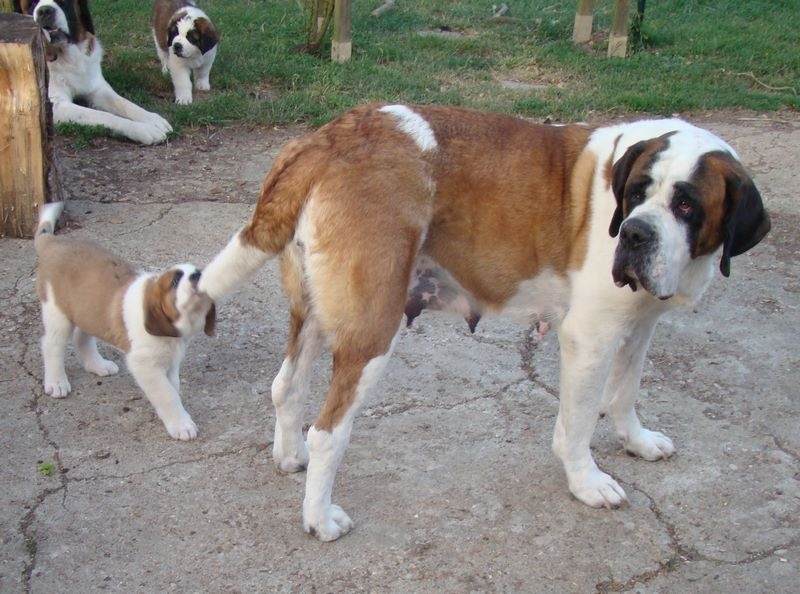 Publication : Des Jardins D'Ushana Auteur : M LEGER Philippe