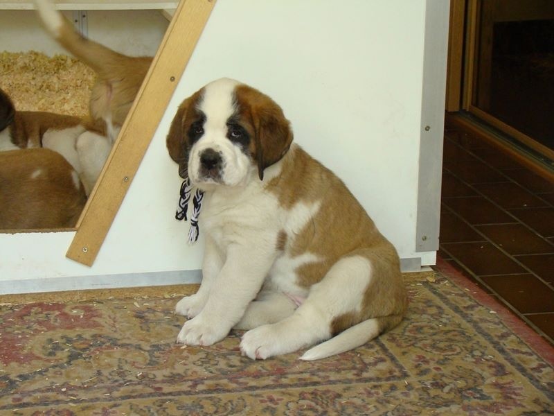 Publication : Des Jardins D'Ushana Auteur : M LEGER Philippe