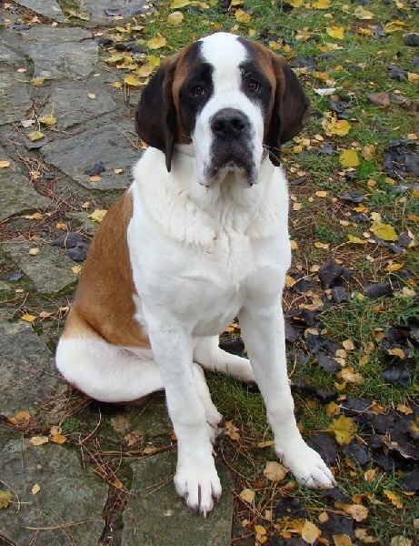 Publication : Des Jardins D'Ushana Auteur : M LEGER Philippe