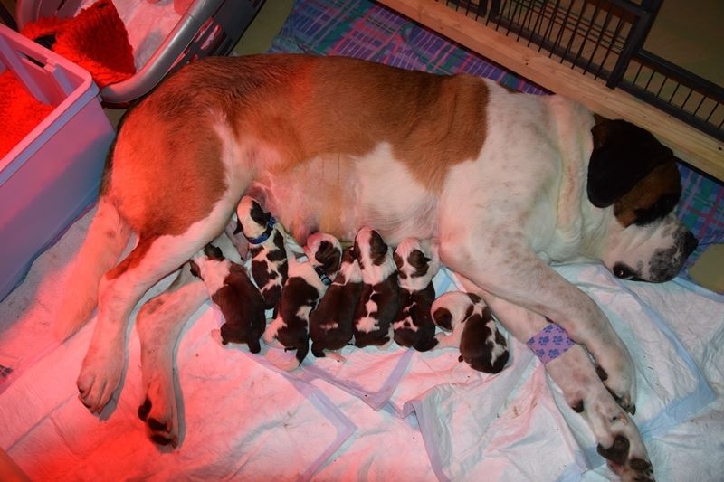 Publication : Des Jardins D'Ushana Auteur : M LEGER Philippe