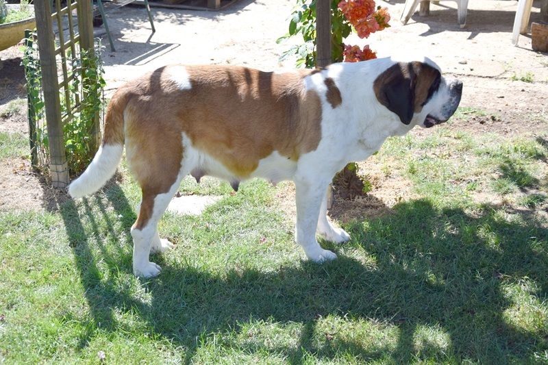 Publication : Des Jardins D'Ushana Auteur : M LEGER Philippe