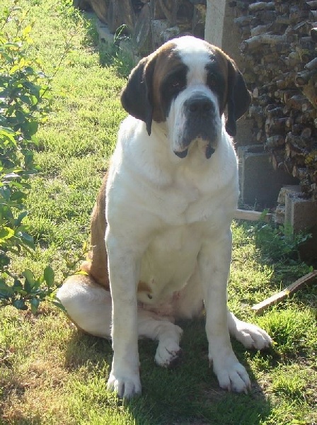 Publication : Des Jardins D'Ushana Auteur : M LEGER Philippe