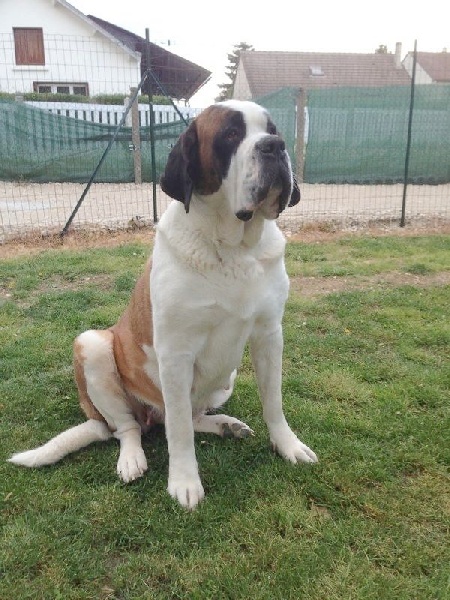 Publication : Des Jardins D'Ushana Auteur : M LEGER Philippe