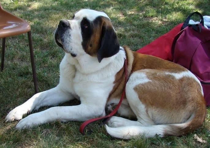 Publication : Des Jardins D'Ushana Auteur : M LEGER Philippe