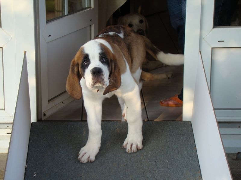 Publication : Des Jardins D'Ushana Auteur : M LEGER Philippe