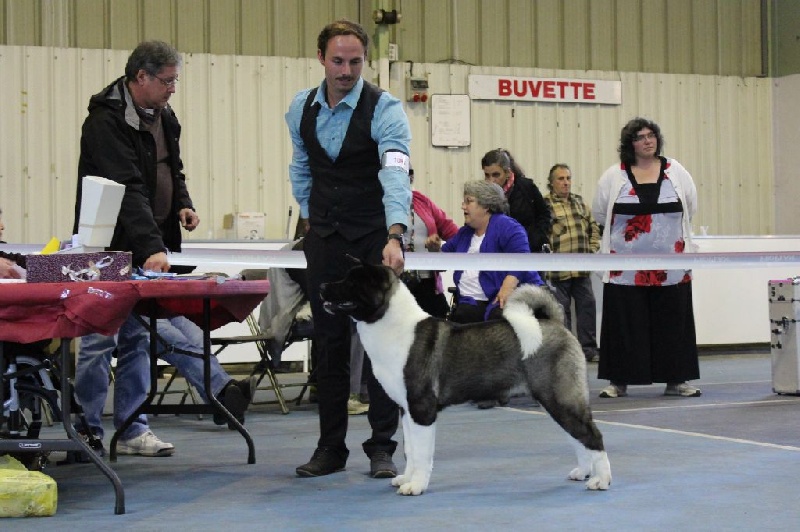 Adixatz Julietta - 1er Tres prometteur, puppy femelle