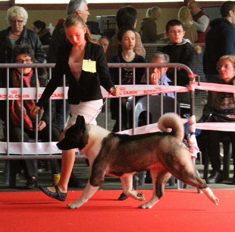 Adixatz Julietta - 1er Excellent - Meilleur Jeune - BOG2