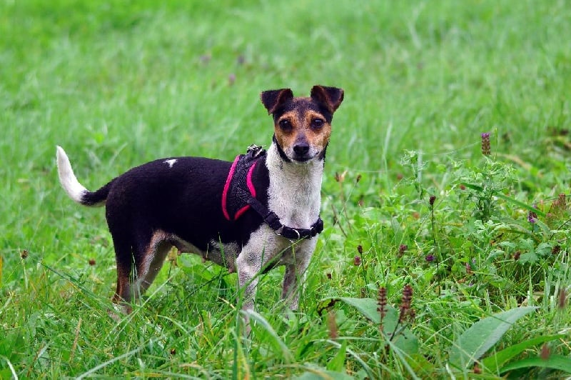 CH. Doce du domaine des Mandets