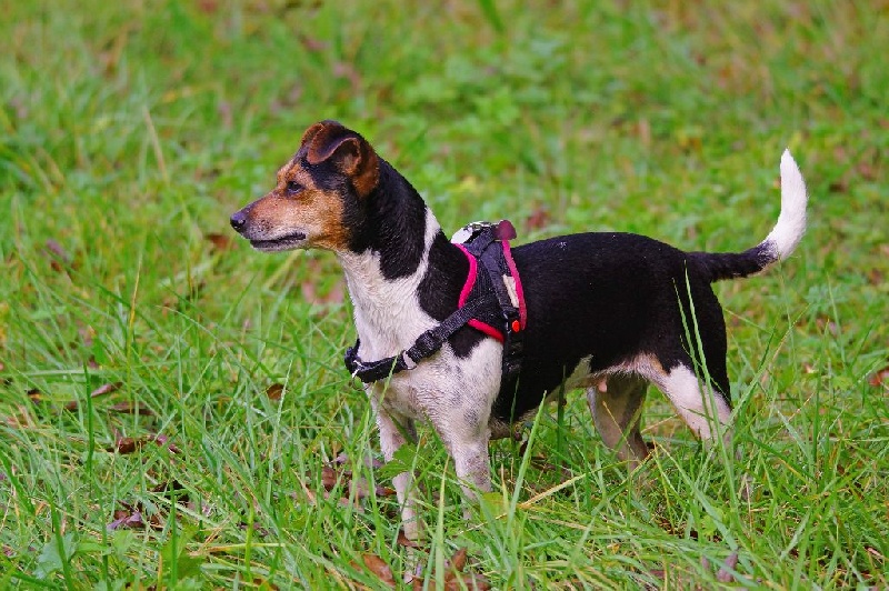 CH. Doce du domaine des Mandets