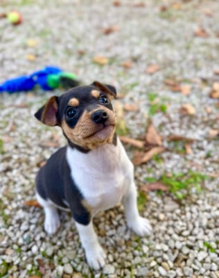 Bon Chic Bon Genre - Terrier Bresilien
