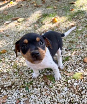 Brut de Pomme - Terrier Bresilien