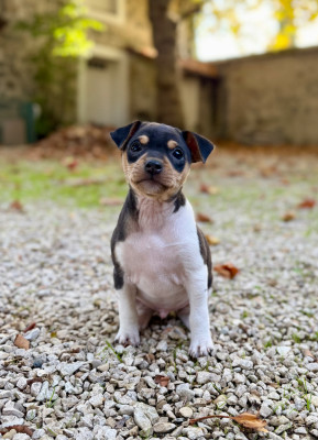 Bille de Clown - Terrier Bresilien