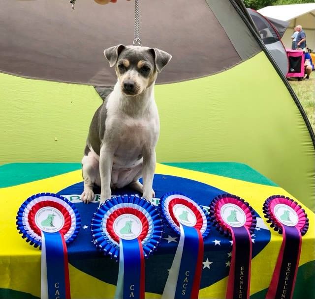CH. Lucy in the sky from do jardim imbui - 1er Excellent - CACS - CACIB - Meilleure de Sexe opposé