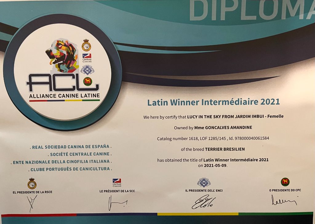 CH. Lucy in the sky from do jardim imbui - Latin Winner Intermédiaire 2021