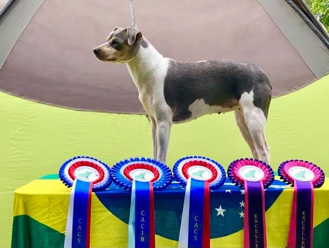 CH. Lucy in the sky from do jardim imbui - 1ère Excellent - CACS - Meilleur de sexe opposé