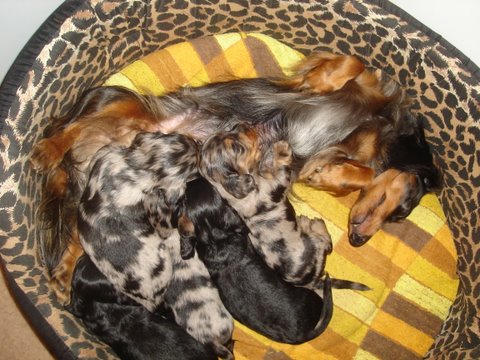 Publication : De La Villa Bonaldi Auteur : des Diamants de Monte-Carlo