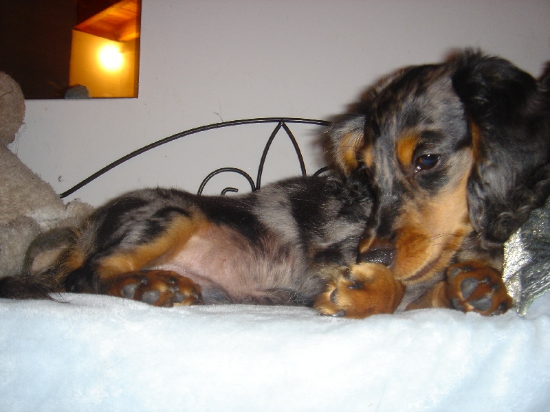 Publication : De La Villa Bonaldi Auteur : des Diamants de Monte-Carlo