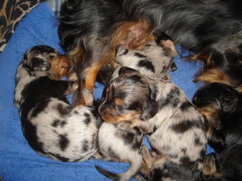 Publication : De La Villa Bonaldi Auteur : des Diamants de Monte-Carlo