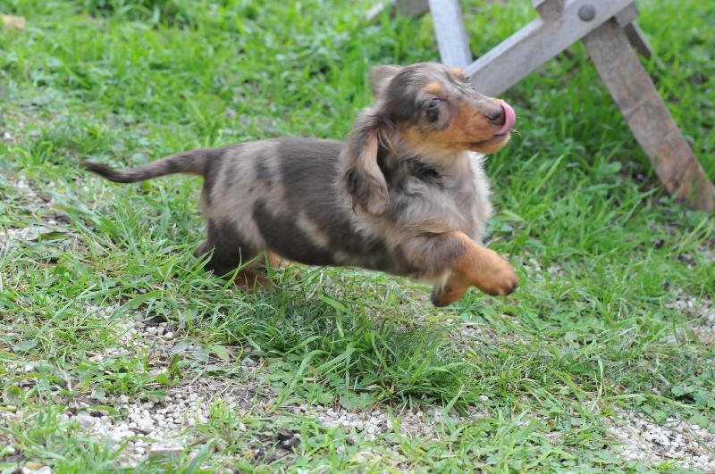 Publication : Des Diamants De Monte-Carlo Auteur : I.Deghelt. Monaco 2014. 21 mois