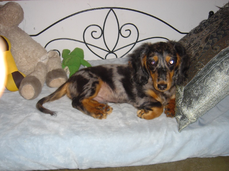 Publication : De La Villa Bonaldi Auteur : des Diamants de Monte-Carlo