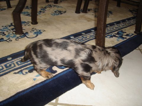 Publication : De La Villa Bonaldi Auteur : des Diamants de Monte-Carlo