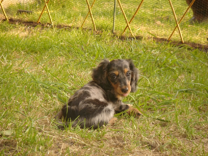 Publication : De La Villa Bonaldi Auteur : des Diamants de Monte-Carlo