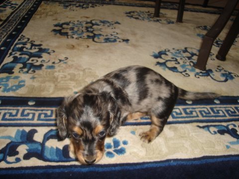 Publication : De La Villa Bonaldi Auteur : des Diamants de Monte-Carlo