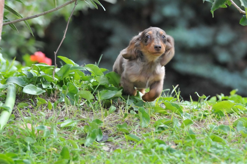 Publication : Des Diamants De Monte-Carlo Auteur : I.Deghelt. Monaco 2014. 21 mois